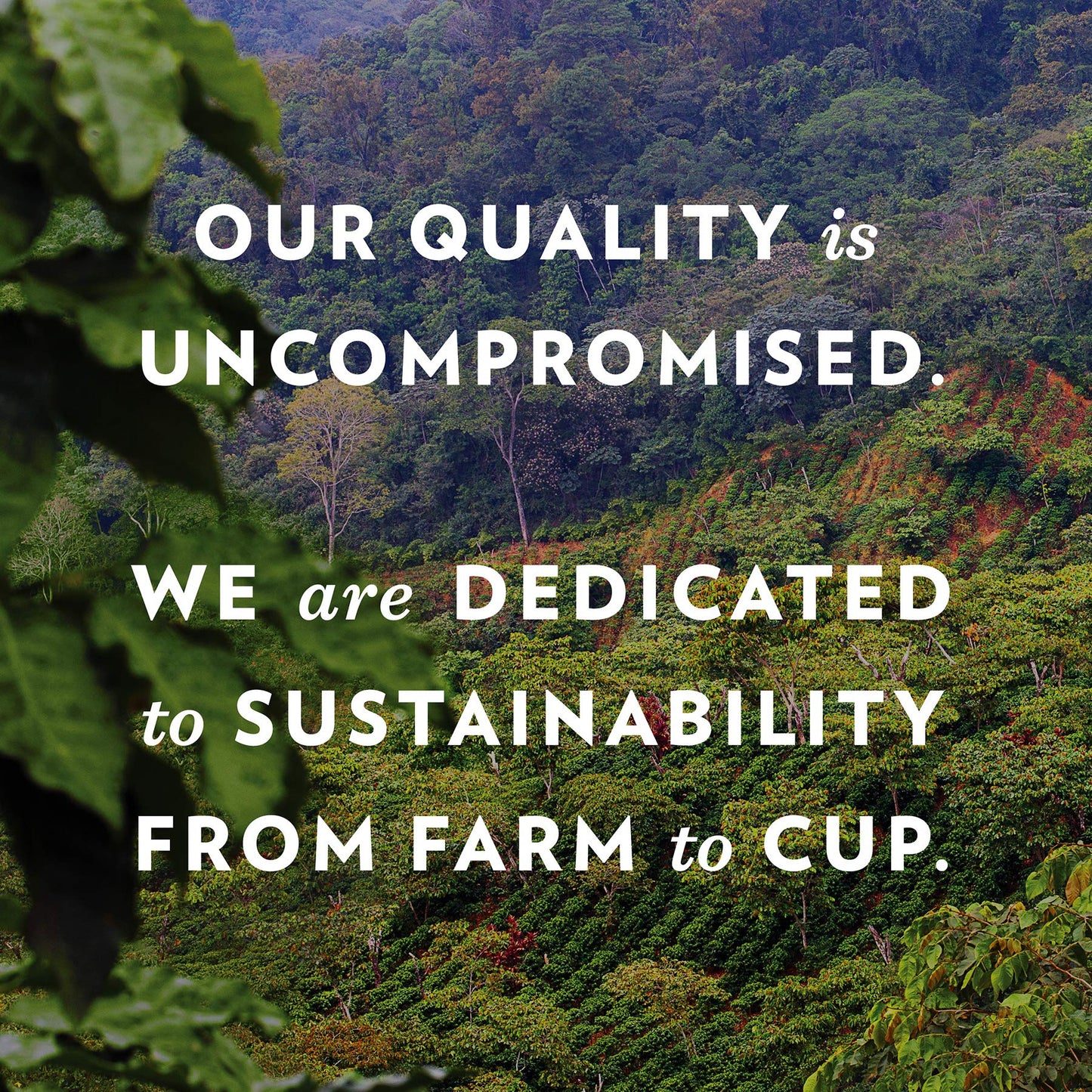 Community Coffee Cafe Special Decaf Ground Coffee, Medium Dark Roast, 12 Ounce Bag (Pack of 1)