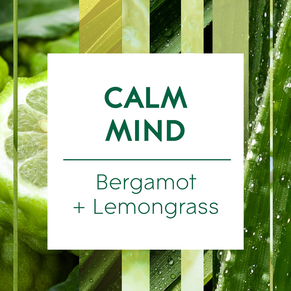 Glade Aromatherapy Essential Oil Diffuser Refill, Cool Mist Aromatherapy Diffuser& Air Freshener for Home, Calm Mind with Bergamot& Lemongrass Scent, 17.4 ml
