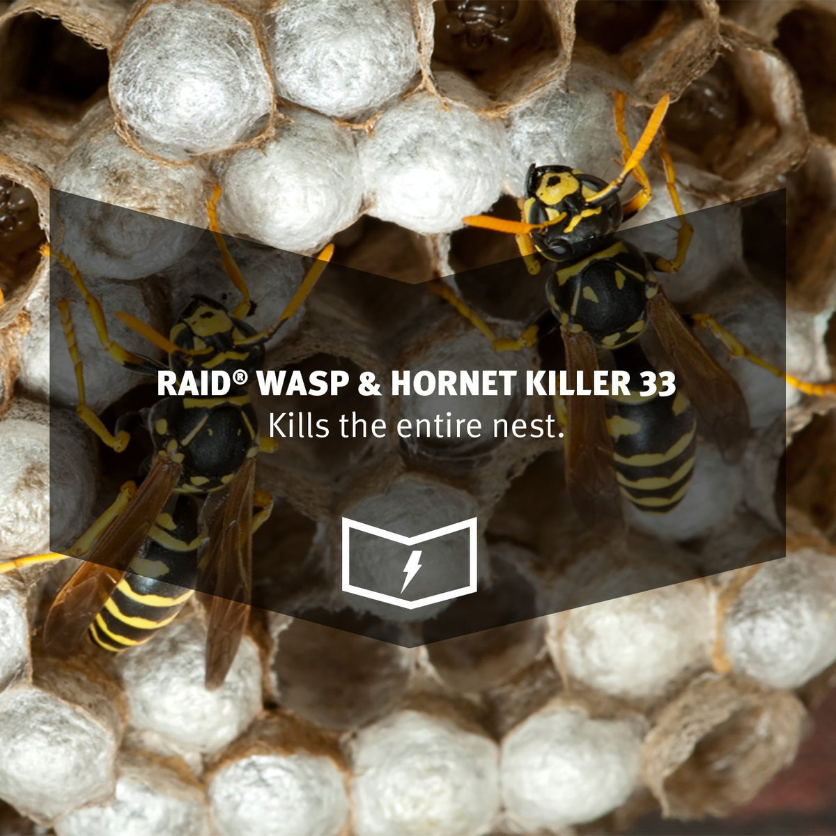 Raid Wasp and Hornet Killer Variation (17.5 Ounce (Pack of 6))