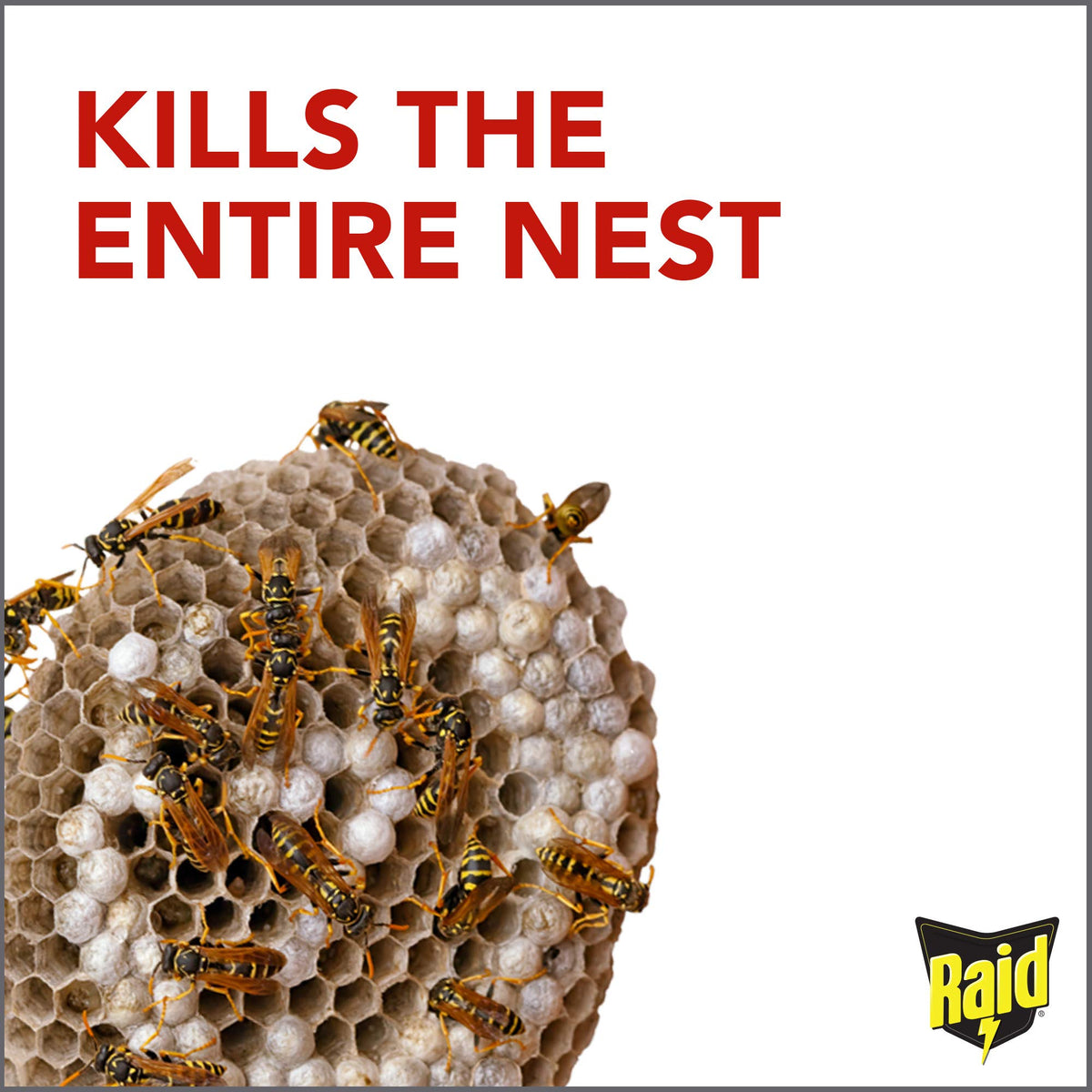 Raid Wasp Hornet Killer Spray (14 Ounce (Pack of 3))
