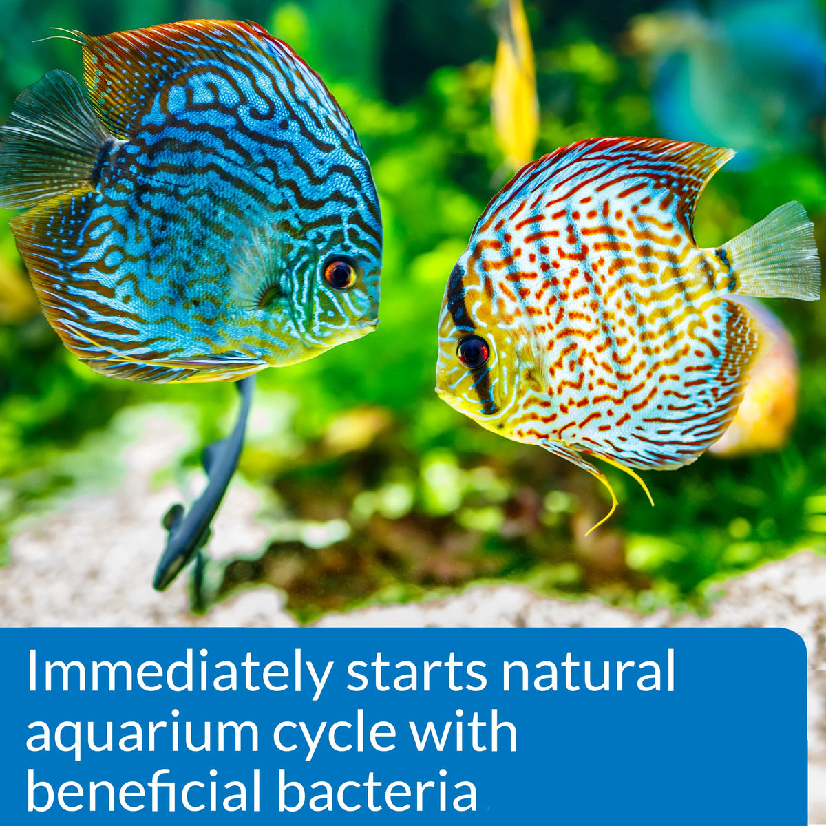 API QUICK START Freshwater and Saltwater Aquarium Nitrifying Bacteria ...