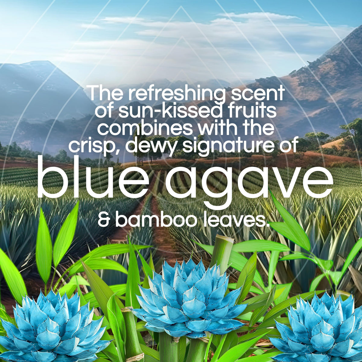 Air Wick Scented Oils 0+5 Blue Agave and Bamboo​